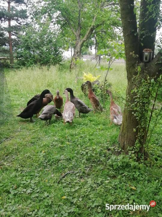 Sprzedam kaczki bieguski śląskie Górki Wielkie sprzedam