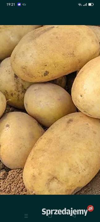 Ziemniaki gastronomii Rośliny okopowe Rolnictwo Koluszki