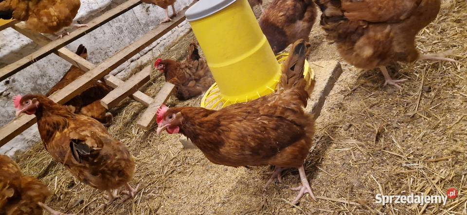 Jaja wiejskie Jaja Delikatesy Tomaszów Mazowiecki