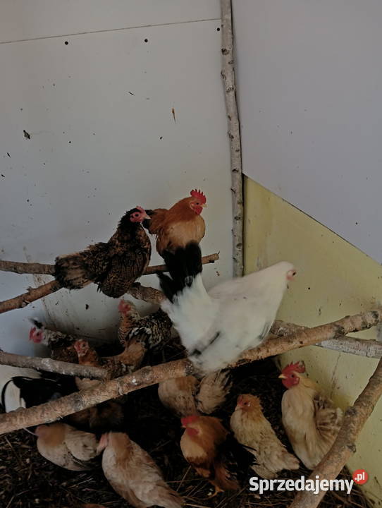 Kury schabo Ptaki łódzkie Pabianice