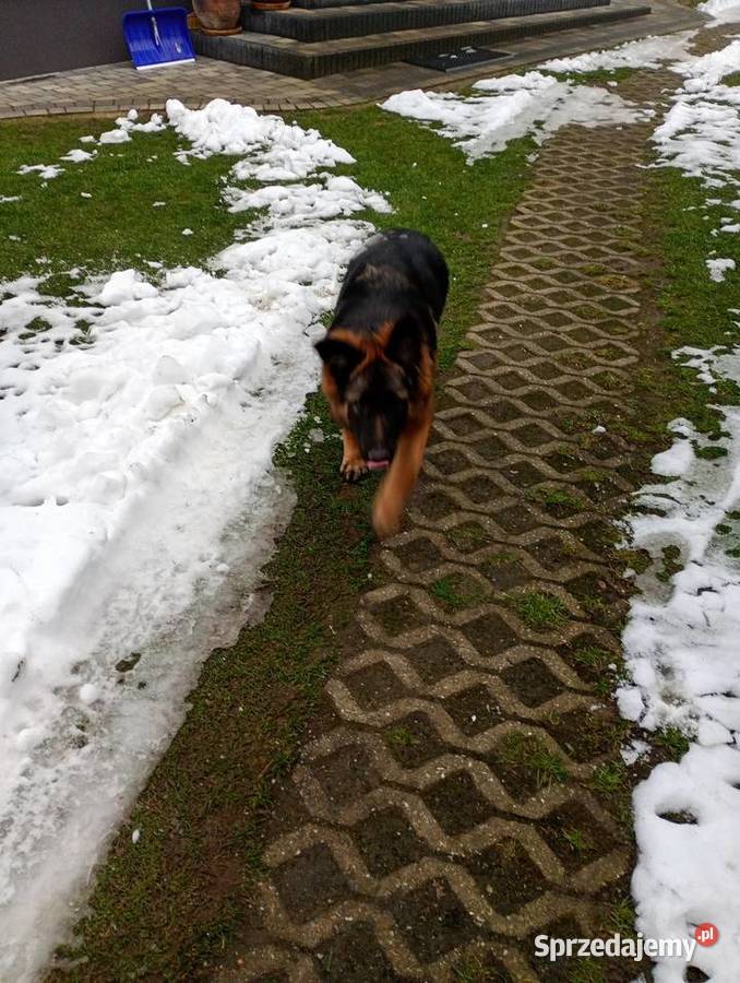 Owczarek niemiecki Owczarek Konin