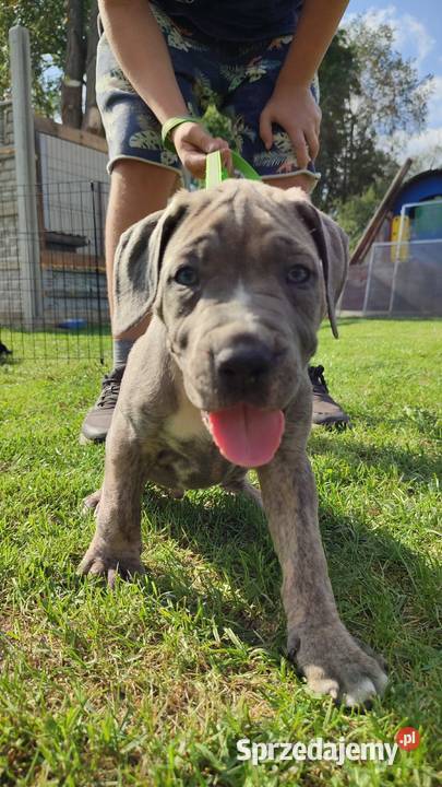Piękne Szczeniaki Cane Corso Italiano Wiskitki sprzedam