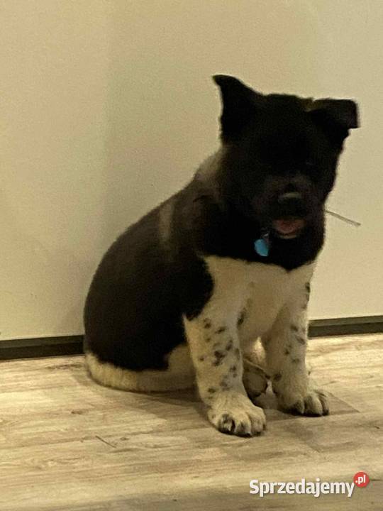 American Akita Dziewczynka Bielawa