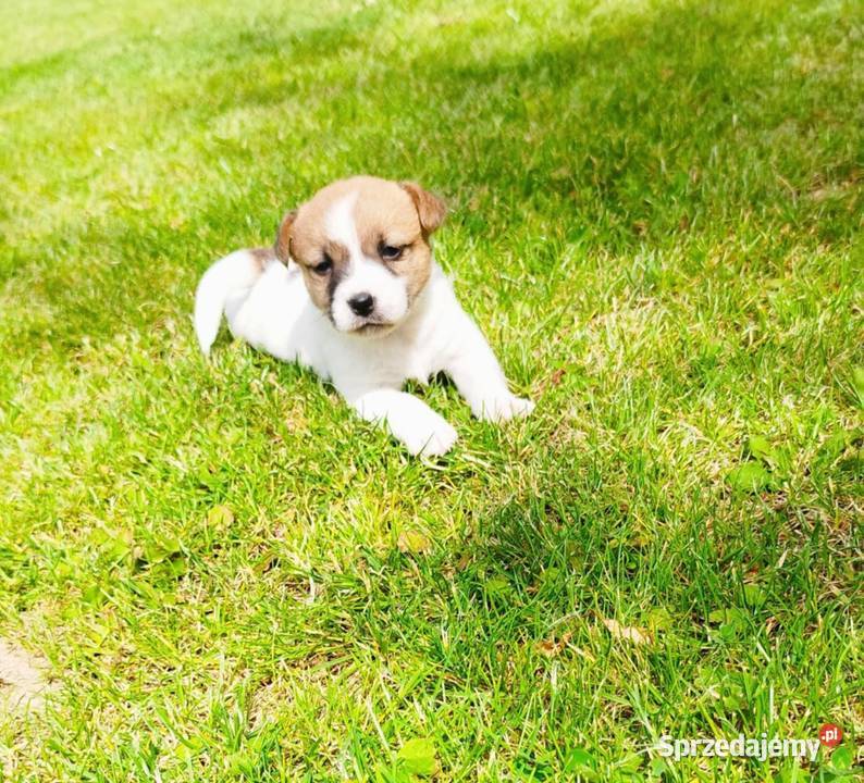 Jack Russell terrier Opatów