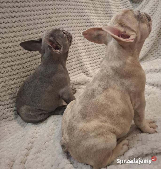 Buldog francuski wyjątkowy kolor Wronki