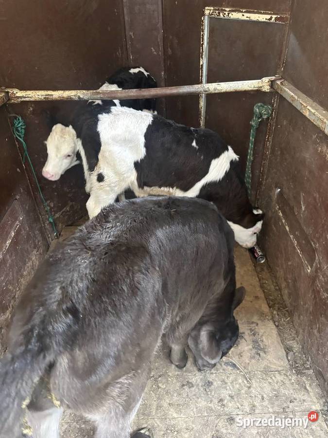 Byczki cielaki Włoszczowa