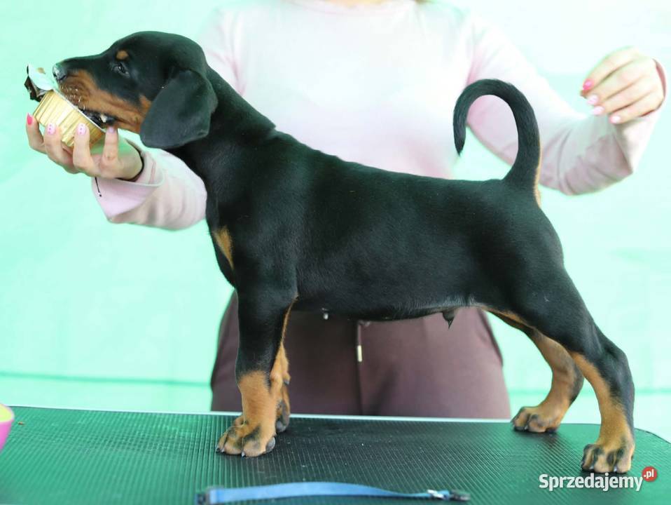 Doberman FCI Sochaczew