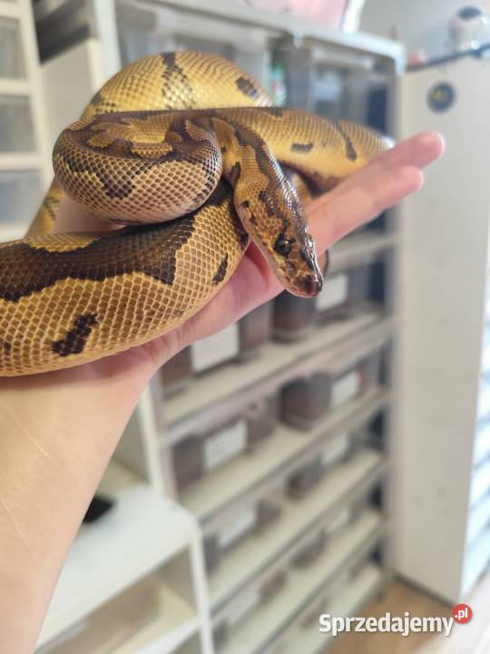 Pyton Królewski samiec Clown poss Gravel Pruszków