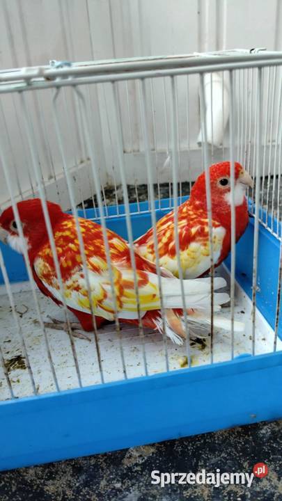 papugi rozelle para lęgowa Jastrowie sprzedam