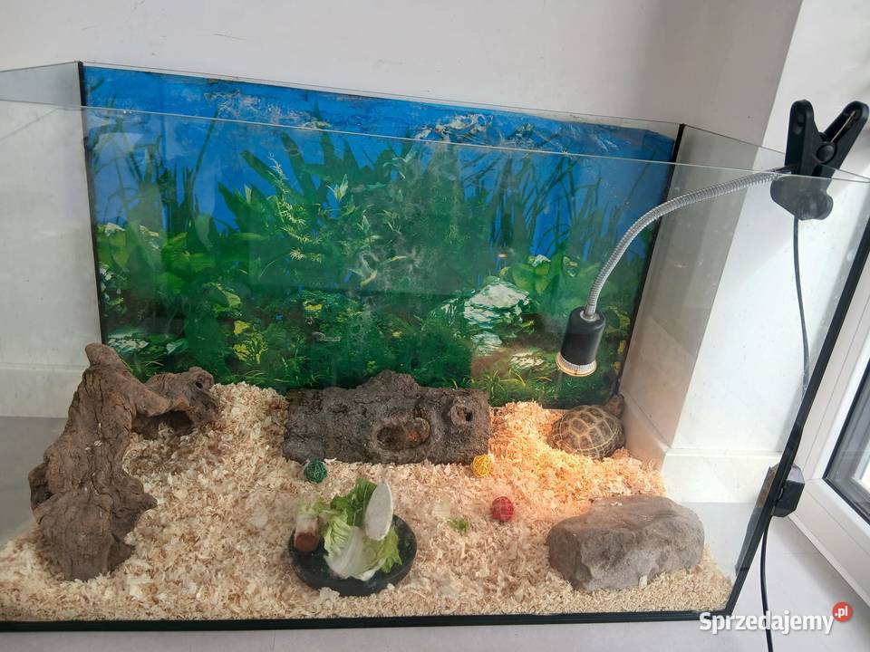 Żółw stepowy lądowy akwarium 40x80x51 i lampa Gady i płazy sprzedam