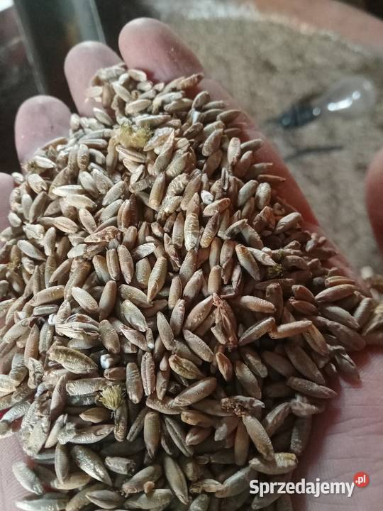 Sprzedam zboża z 2023 roku Małogoszcz sprzedam