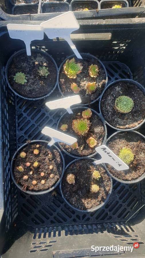 Rojniki łódzkie Łódź