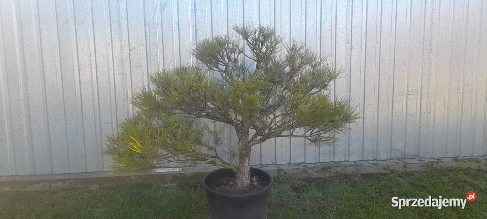 Sosna czarna prebonsai Bonsai Nowy Sącz