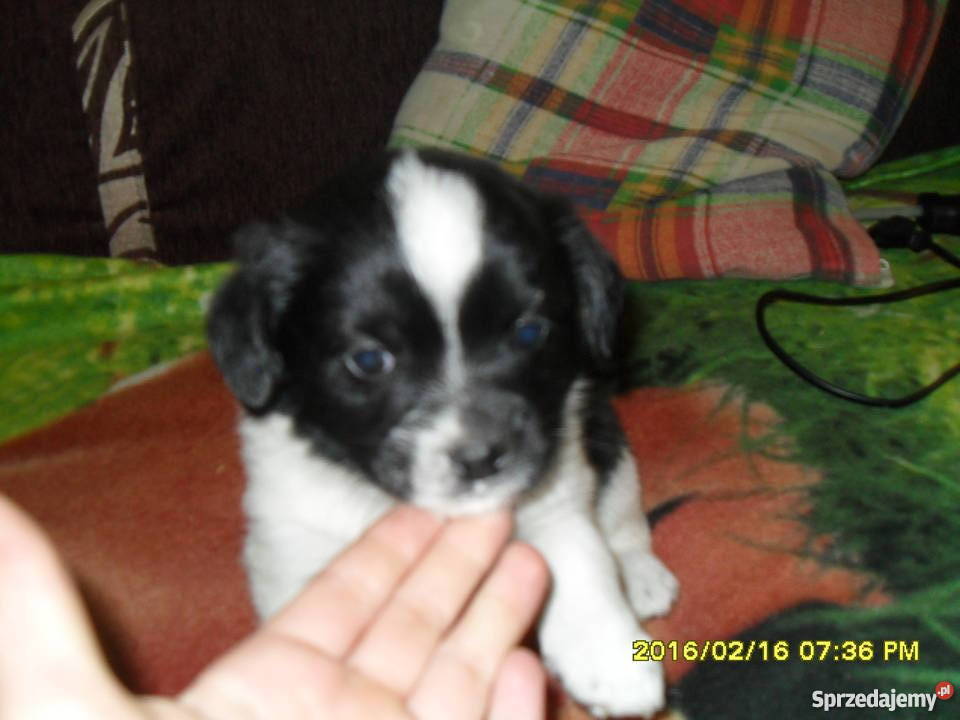 szczeniak matka shihtzu ojciec kundelek Siedlików