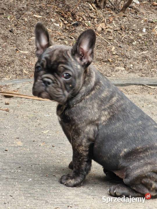 Buldogi francuskie Kamieńsk