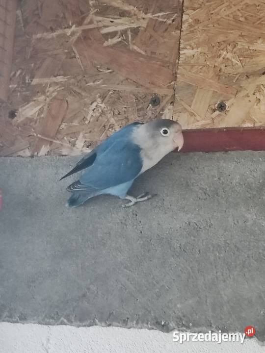 sprzedam nierozłączki Marcinów sprzedam