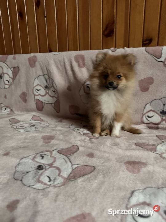 Szpic miniaturowy pomeranian komplet szczepień Częstochowa