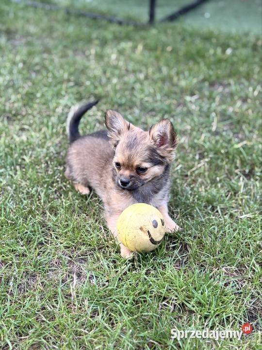 Chihuahua długowłose Chihuahua śląskie Zabrze
