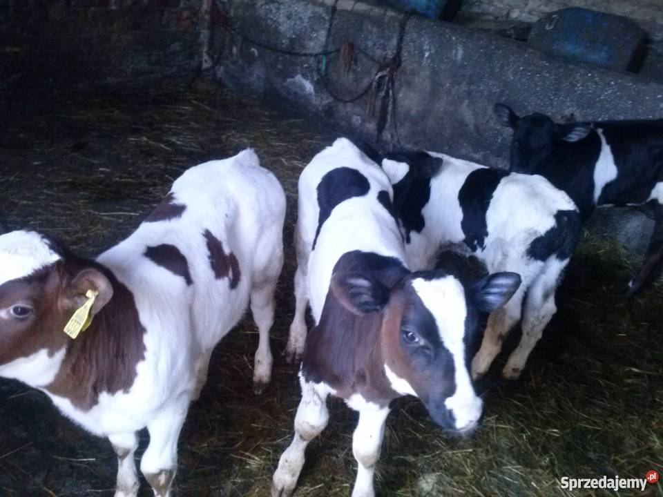 Cielaki jałówki i byczi żarłoki Lipno