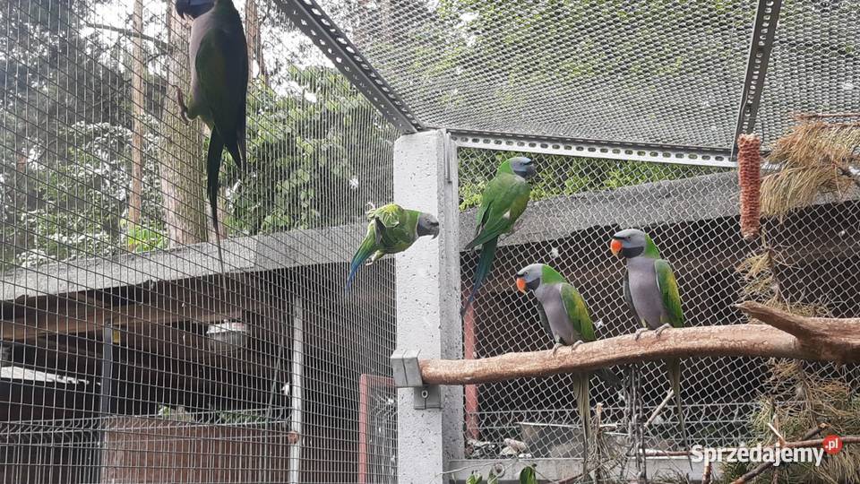 Aleksandretta chińska   Parka