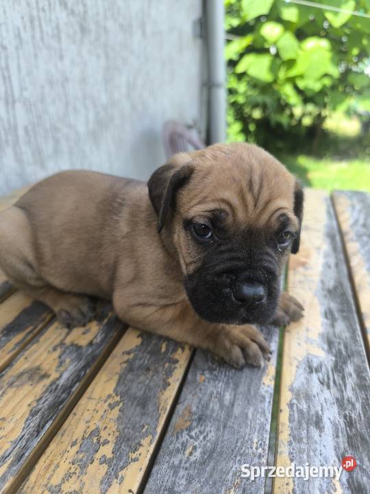 Cane Corso szczeniaki podkarpackie Cieszanów
