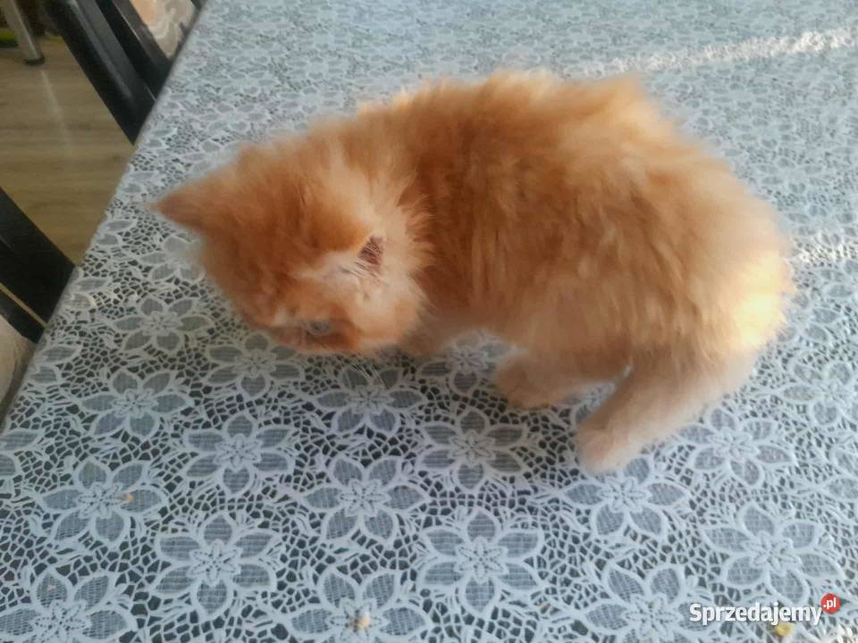 Kocurek perski rudobiszkoptowy Szyk sprzedam