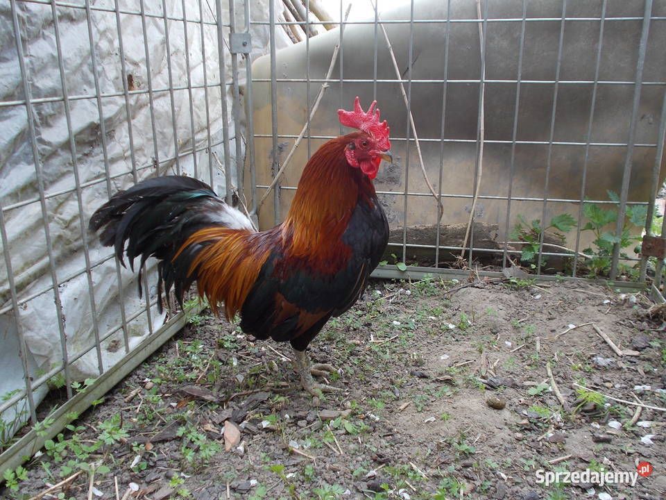 Liliputki złociste i srebrzyste para kogut kura Drób i ptactwo łódzkie Kutno sprzedam