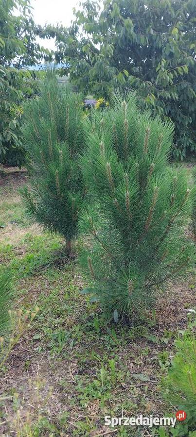 Sosna Czarna Austriacka Sosna Piramidalna Pinus Olszana sprzedam