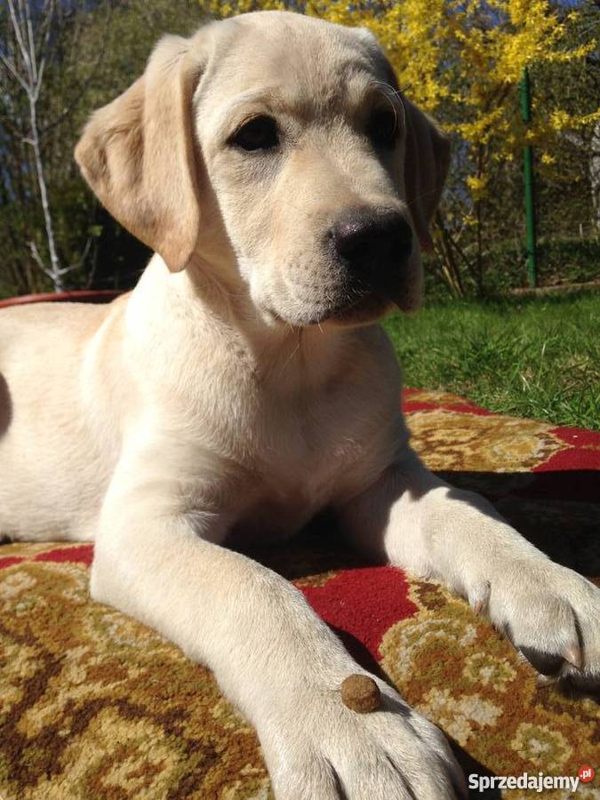 Rodowodowy szczeniak rasy Labrador Retriever Świnoujście sprzedam