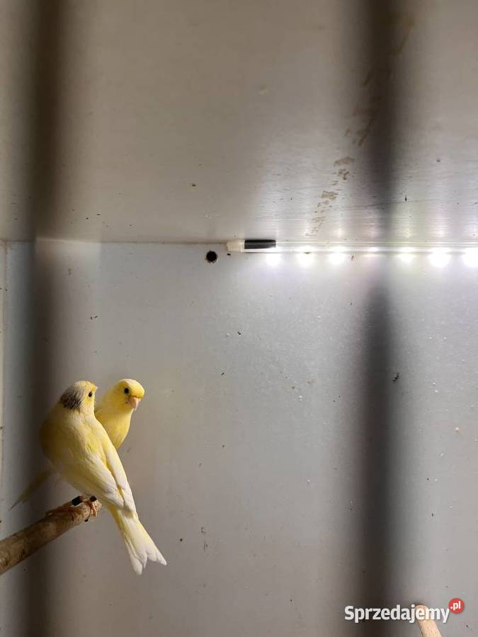 Sprzedam kanarki rosyjskie