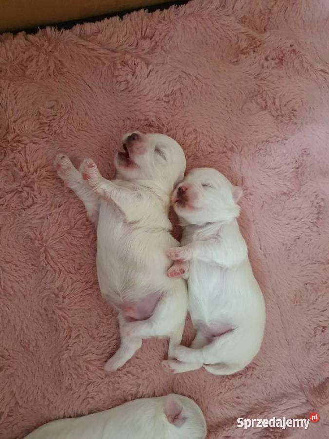 Szczeniaki szczenięta maltańczyki maltańczyk sprzedam