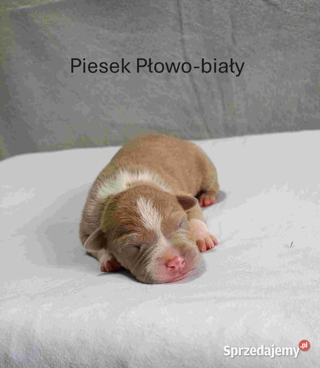 Szczeniaki American staffordshire terrier Nieledew sprzedam