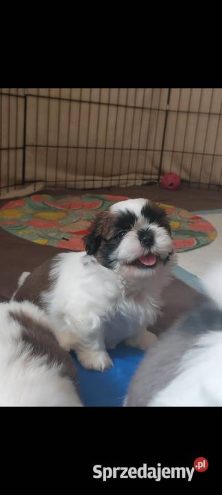 Shihtzu Andrychów