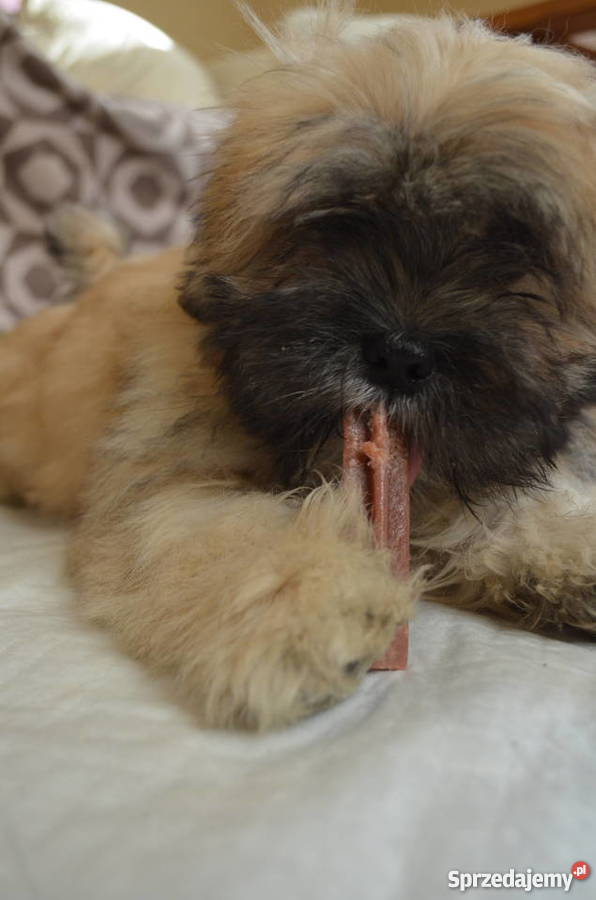 Kuzyn Shih Tzu uroczy piesek Lhasa apso Krasnystaw