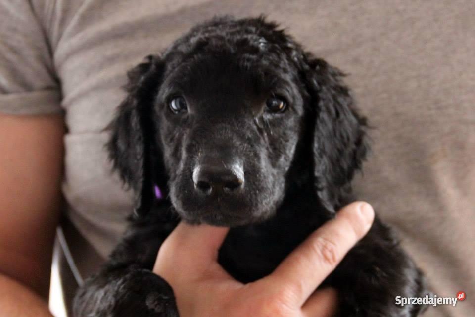 Curly Coated Retriever szczenieta Warszawa