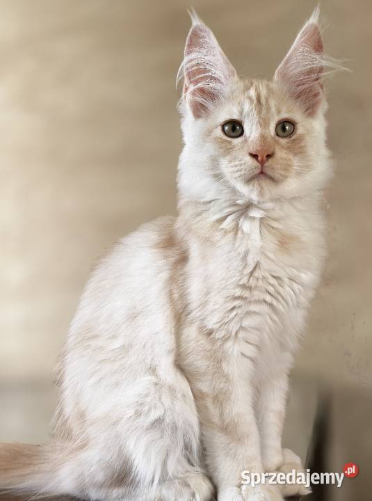 Maine Coon kocur ds Olkusz