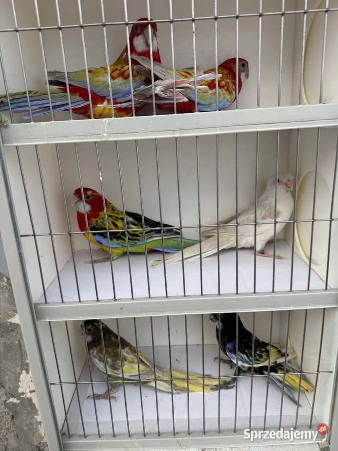 Sprzedam papugi Rzeszów