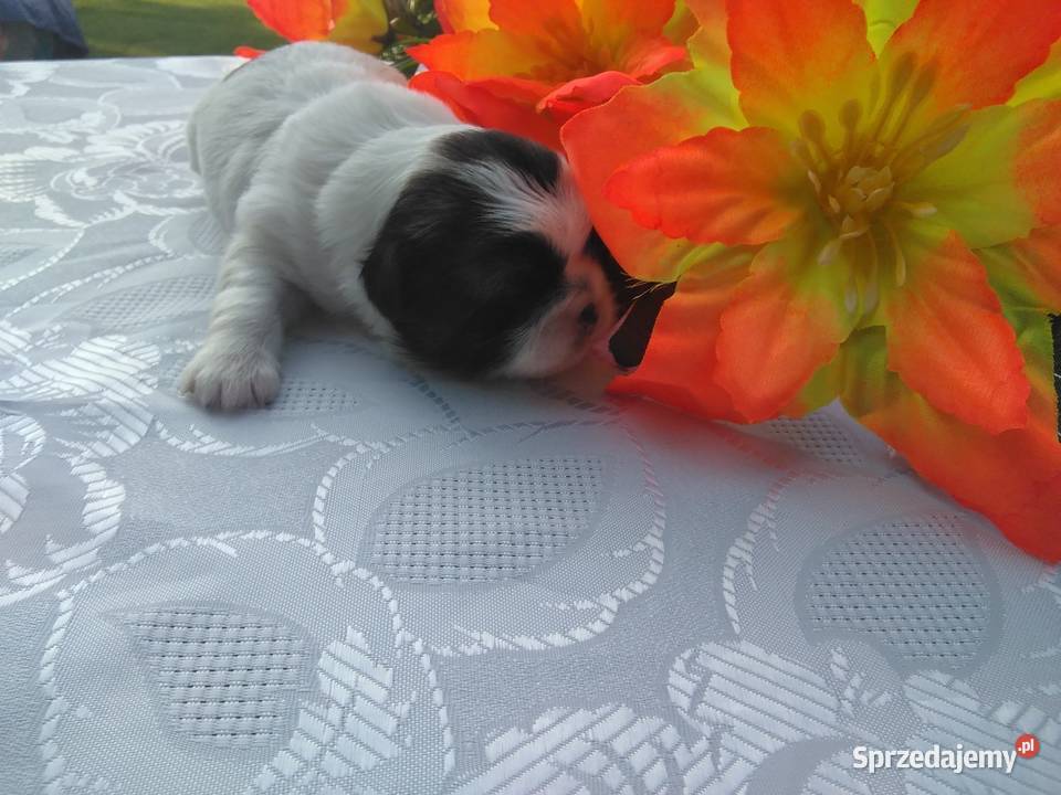 Szczenita Shih Tzu RODOWÓD Myślibórz