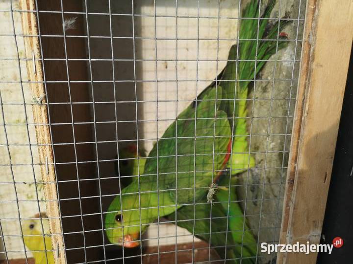 Papuga czerwonoskrzydła krasnopiórka Wilczyce