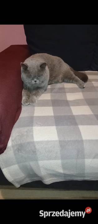 Kocur Brytyjski szuka domku Brytyjski