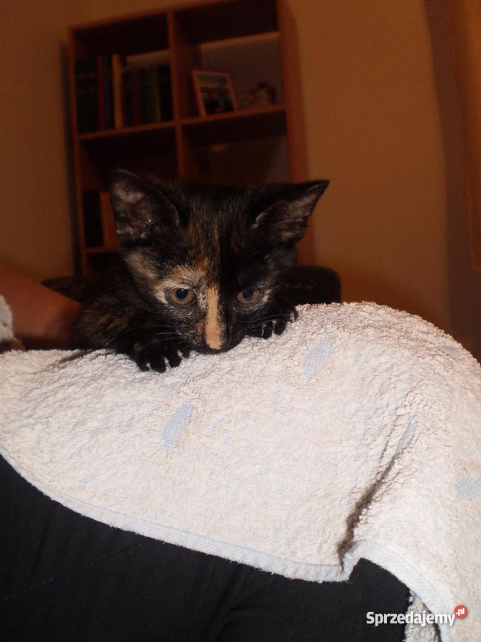 2 miesięczne kotki DOWIOZĘ Zwierzęta Myszyniec sprzedam