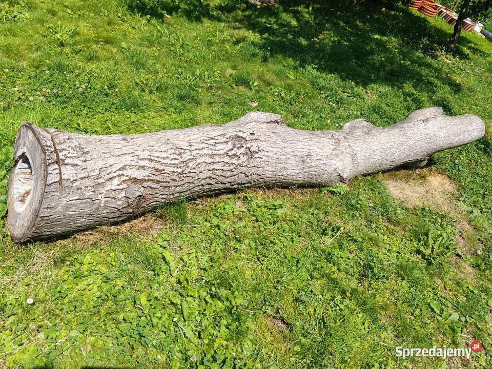 Pień orzecha włoskiego Dębowiec