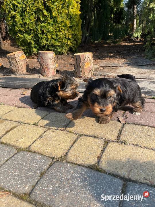 York yorki z rodowodem Gałków Mały