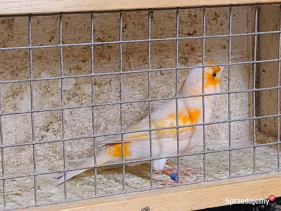 Kanarek samiec Blachownia