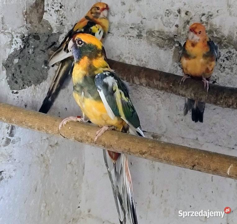 Rozele królewskie Wodzisław Śląski