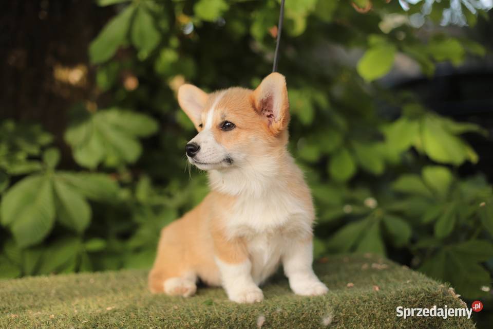 Welsh corgi pembroke Gostynin
