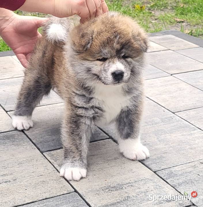 Akita Inu FCI szczenie Buczkowo