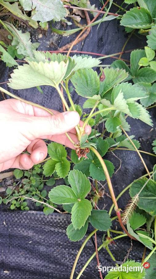 Sadzonki truskawek 030gr Limanowa