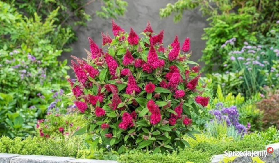 BUDLEJA BUTTERFLY CANDY LITTLE RUBY sadzonki w Ogród kujawsko-pomorskie Ustronie