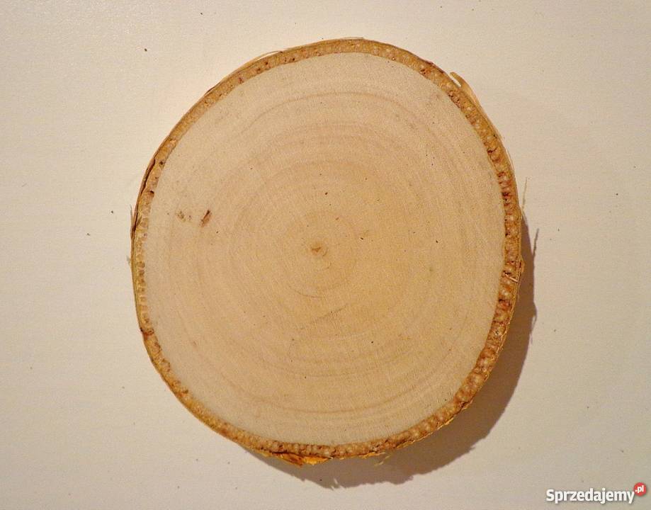 Plaster drewniany szlifowany brzoza 610 plastry Rybnik